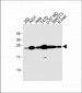 RAB1B Antibody (C-term)
